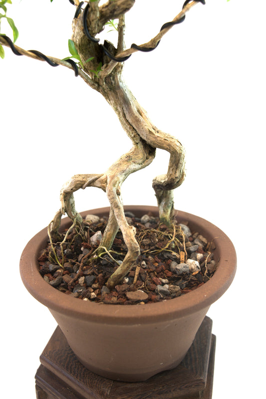 Live Serissa Bonsai Ceramic 5" Pot - One of a Kind Bonsai