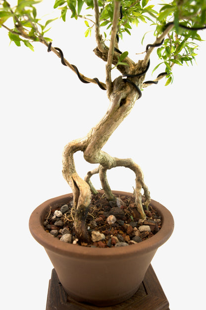 Live Serissa Bonsai Ceramic 5" Pot - One of a Kind Bonsai