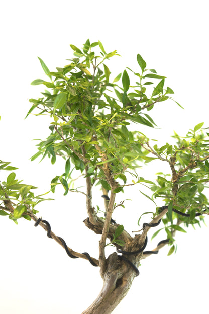 Live Serissa Bonsai Ceramic 5" Pot - One of a Kind Bonsai