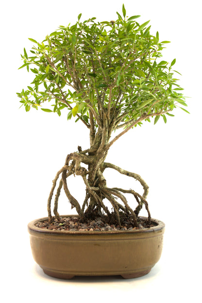 Live Serissa Bonsai Ceramic 8" Pot - One of a Kind Bonsai