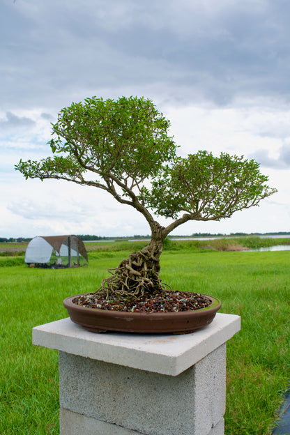Serissa Foetida “Snow Rose” Bonsai | 15–18 Years Old