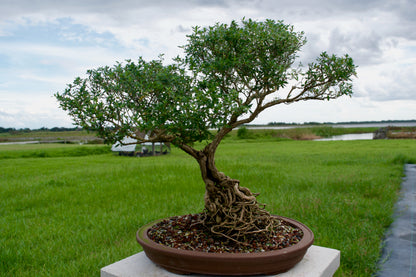 Serissa Foetida “Snow Rose” Bonsai | 15–18 Years Old