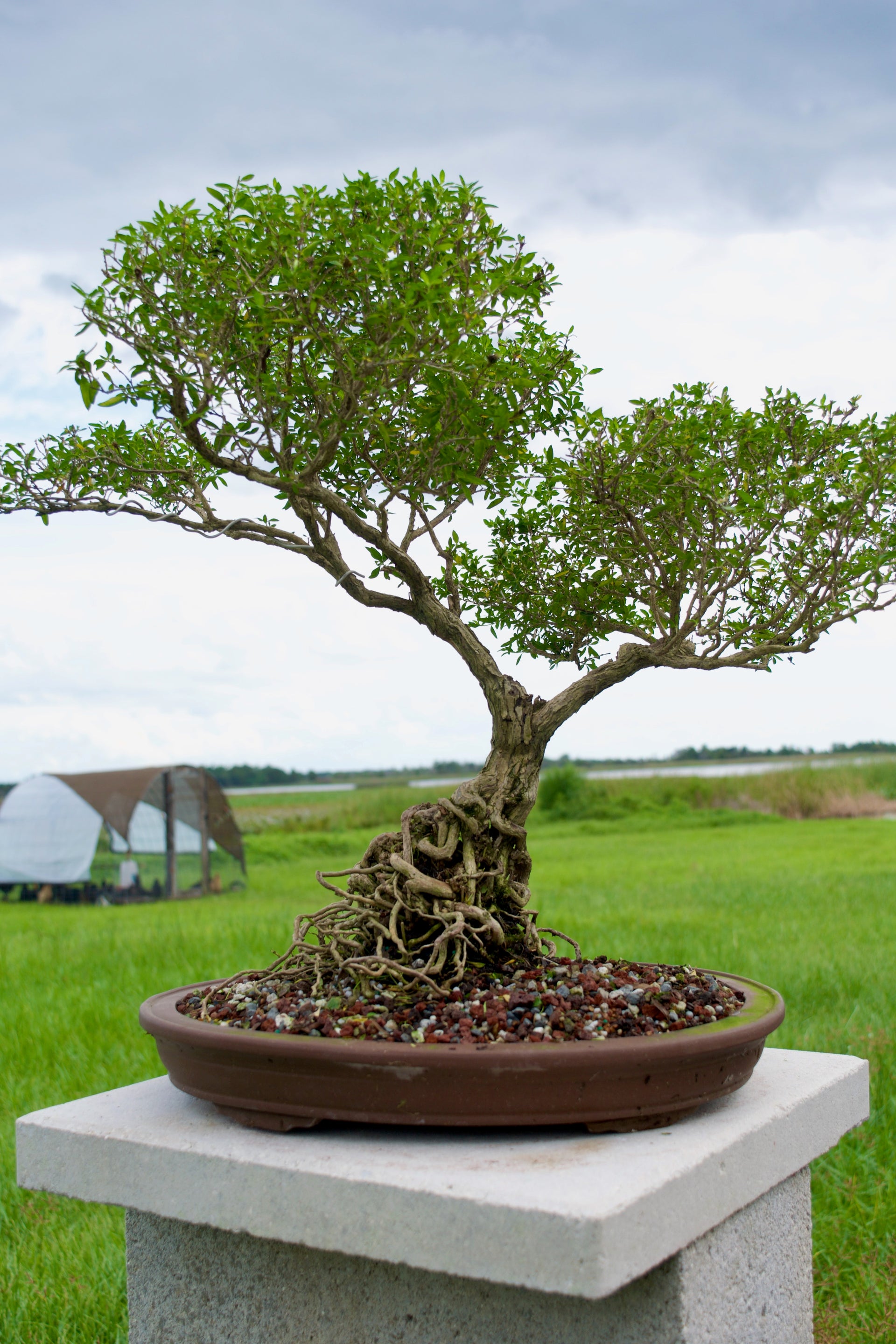 Serissa Foetida “Snow Rose” Bonsai