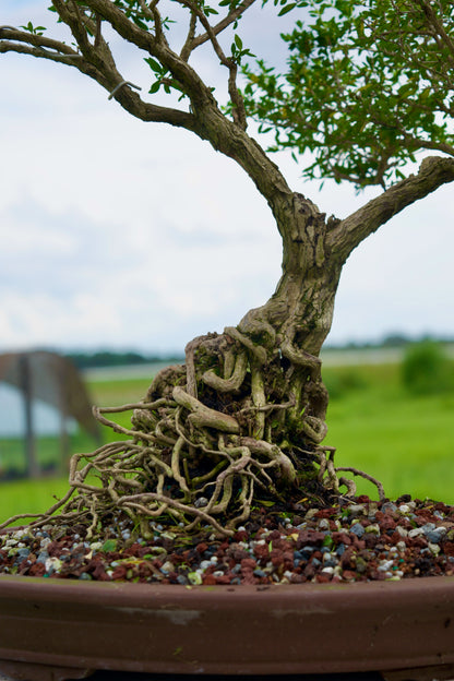 Serissa Foetida “Snow Rose” Bonsai | 15–18 Years Old