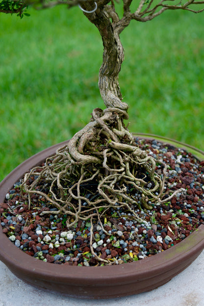 Serissa Foetida “Snow Rose” Bonsai | 15–18 Years Old