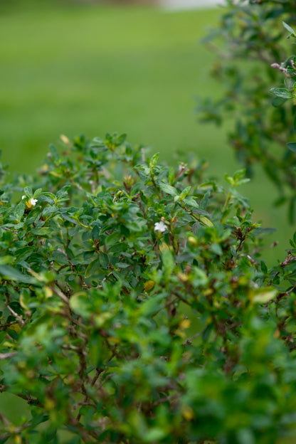 Serissa Foetida “Snow Rose” Bonsai | 15–18 Years Old