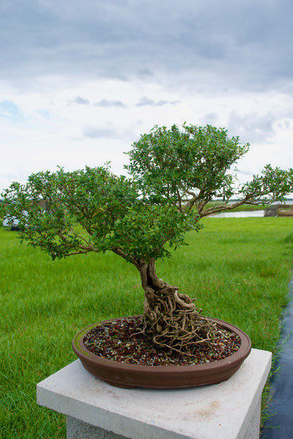 Serissa Foetida “Snow Rose” Bonsai | 15–18 Years Old