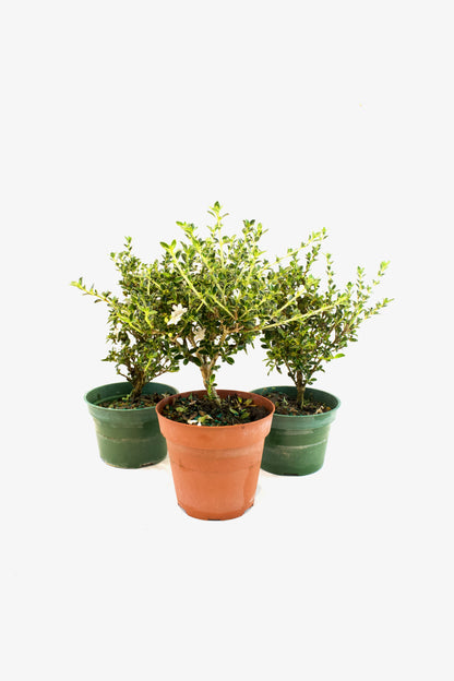 Serissa Mount Fuji Live in 4"Pot - Pre-Bonsai