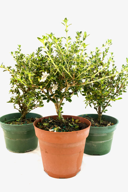 Serissa Mount Fuji Live in 4"Pot - Pre-Bonsai