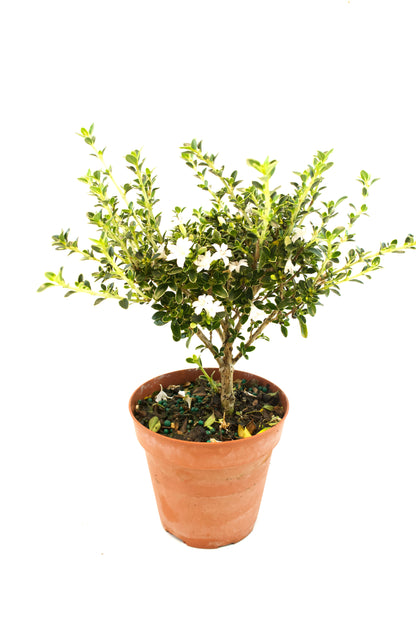 Serissa Mount Fuji Live in 4"Pot - Pre-Bonsai