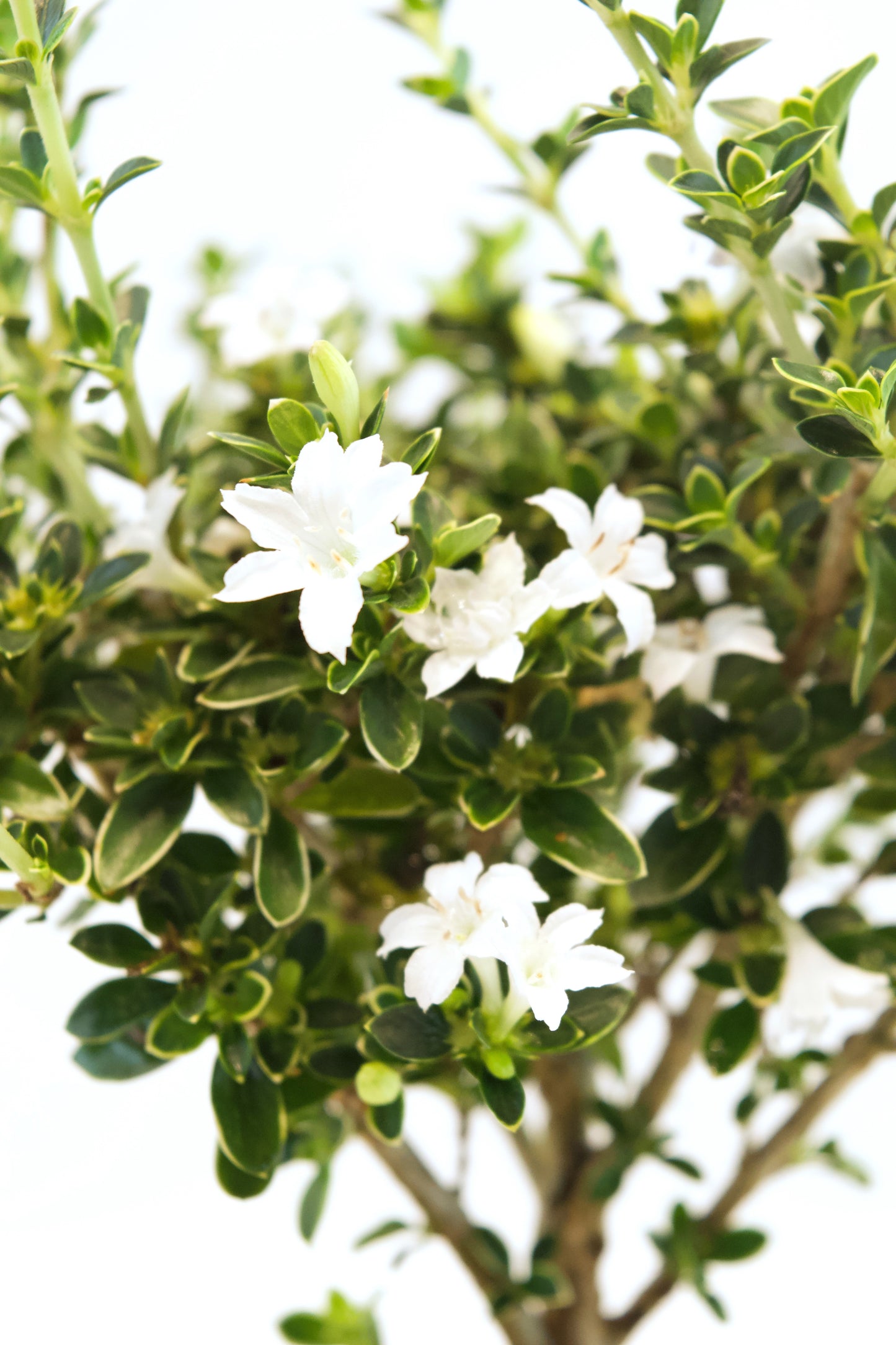 Serissa Mount Fuji Live in 4"Pot - Pre-Bonsai