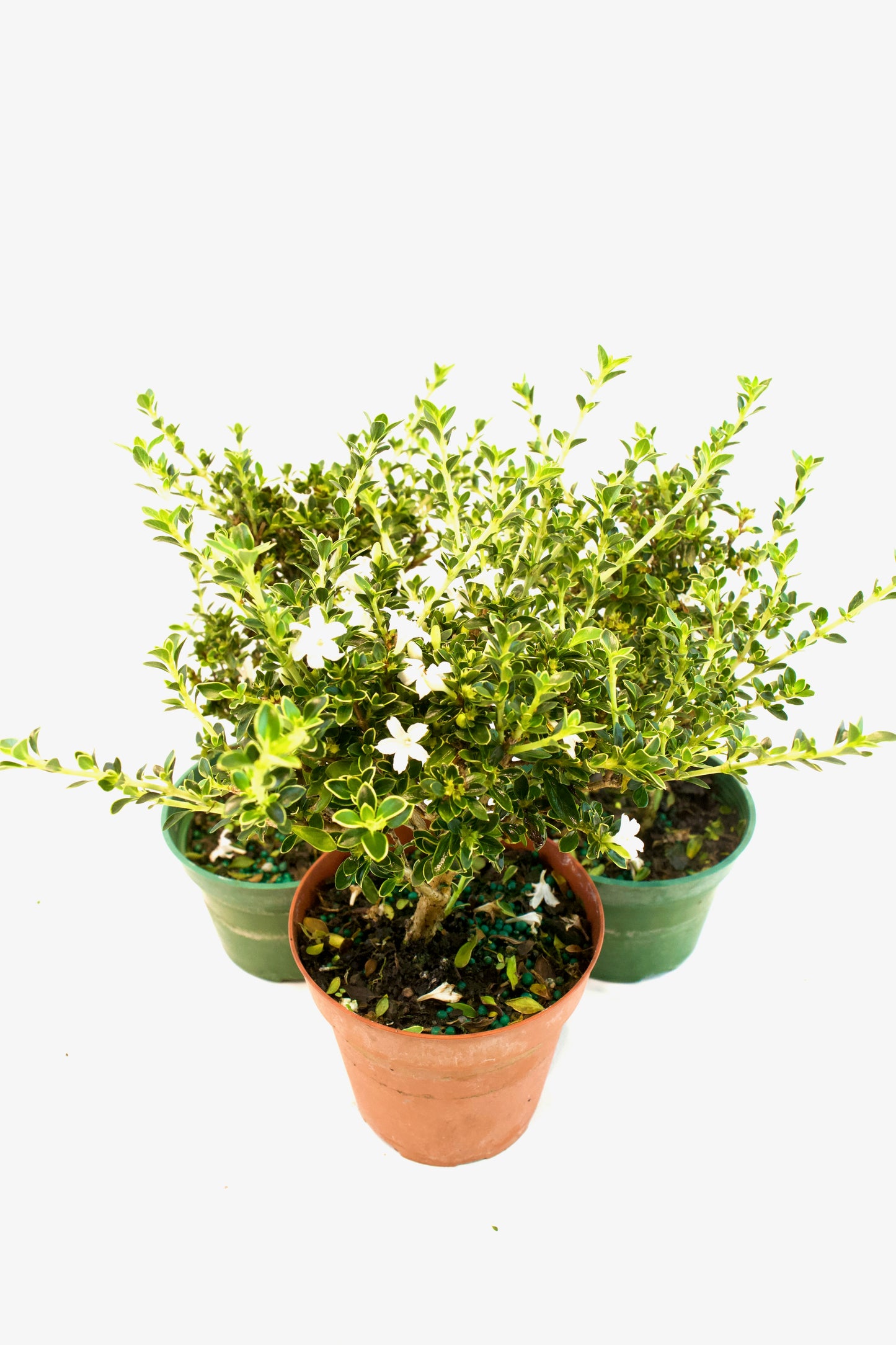 Serissa Mount Fuji Live in 4"Pot - Pre-Bonsai