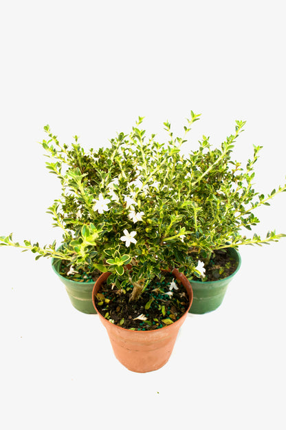 Serissa Mount Fuji Live in 4"Pot - Pre-Bonsai