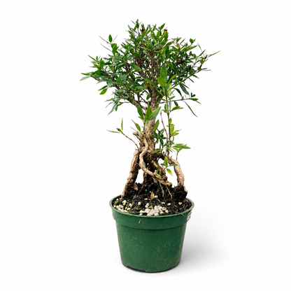 Serissa Mount Fuji Live in 4"Pot - Pre-Bonsai