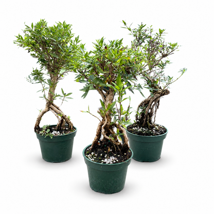 Serissa Mount Fuji Live in 4"Pot - Pre-Bonsai