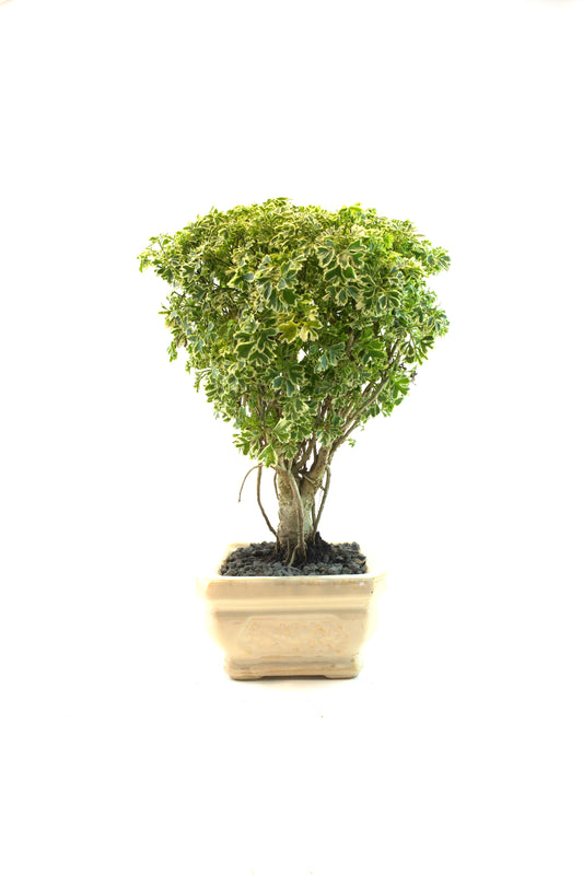 Snowflake Aralia Bonsai 6"Ceramic Pot - One of a Kind Bonsai