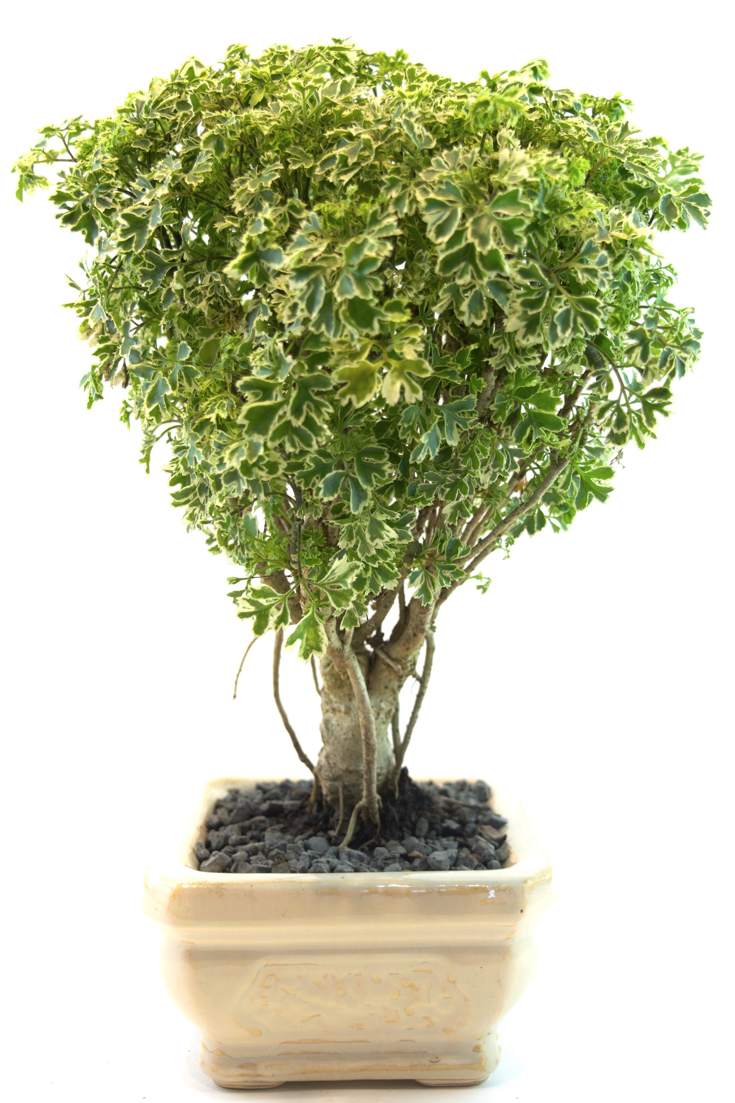 Snowflake Aralia Bonsai 6"Ceramic Pot - One of a Kind Bonsai