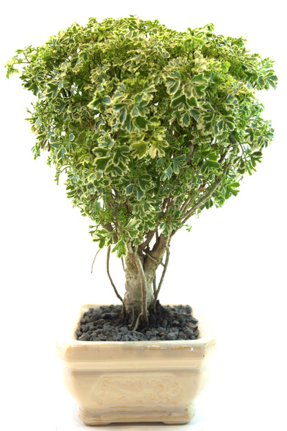 Snowflake Aralia Bonsai 6"Ceramic Pot - One of a Kind Bonsai