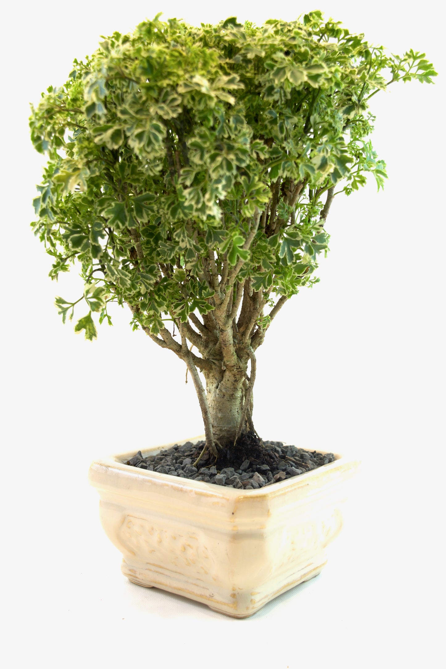 Snowflake Aralia Bonsai 6"Ceramic Pot - One of a Kind Bonsai