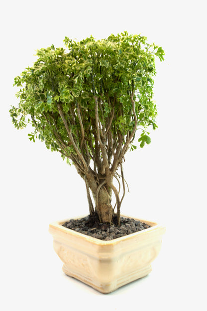 Snowflake Aralia Bonsai 6"Ceramic Pot - One of a Kind Bonsai