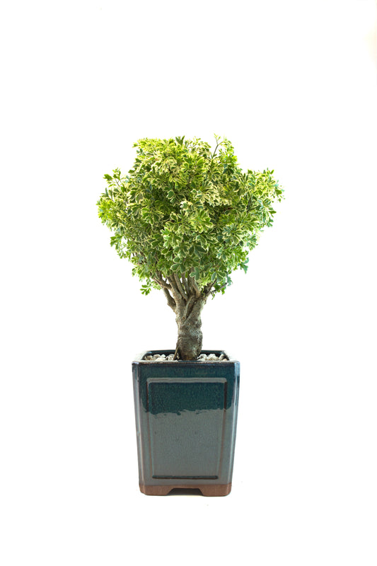 Snowflake Aralia Bonsai Tree: Exposed Roots, 17" tall - One of a Kind Bonsai