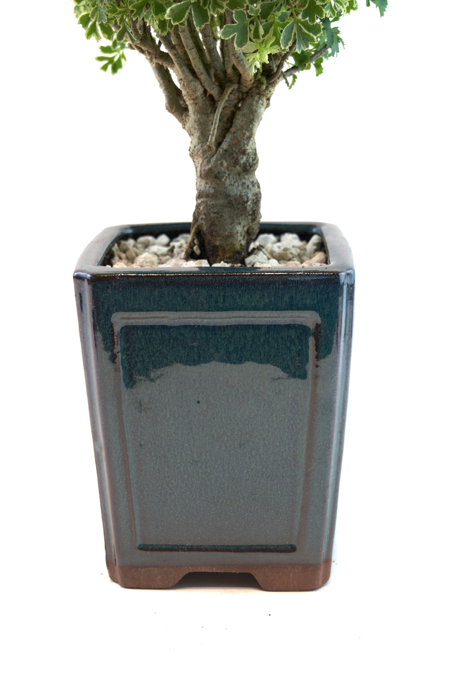Snowflake Aralia Bonsai Tree: Exposed Roots, 17" tall - One of a Kind Bonsai