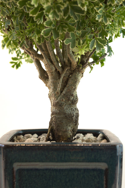 Snowflake Aralia Bonsai Tree: Exposed Roots, 17" tall - One of a Kind Bonsai