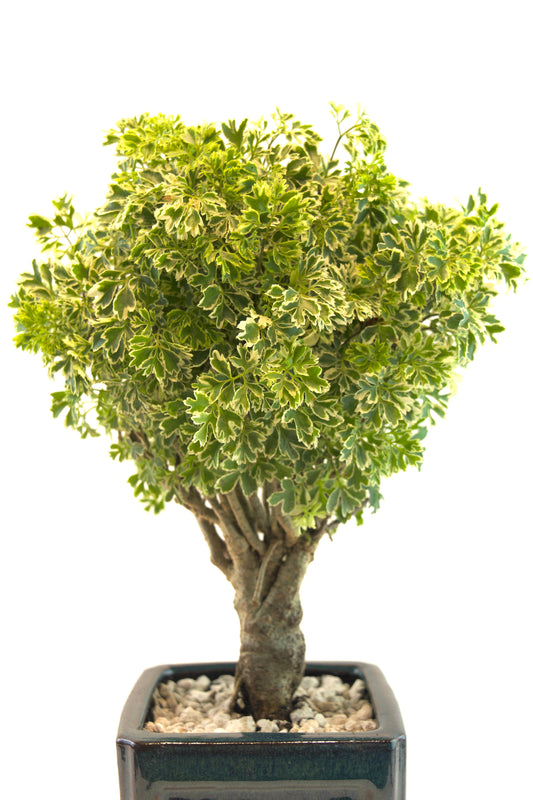 Snowflake Aralia Bonsai Tree: Exposed Roots, 17" tall - One of a Kind Bonsai