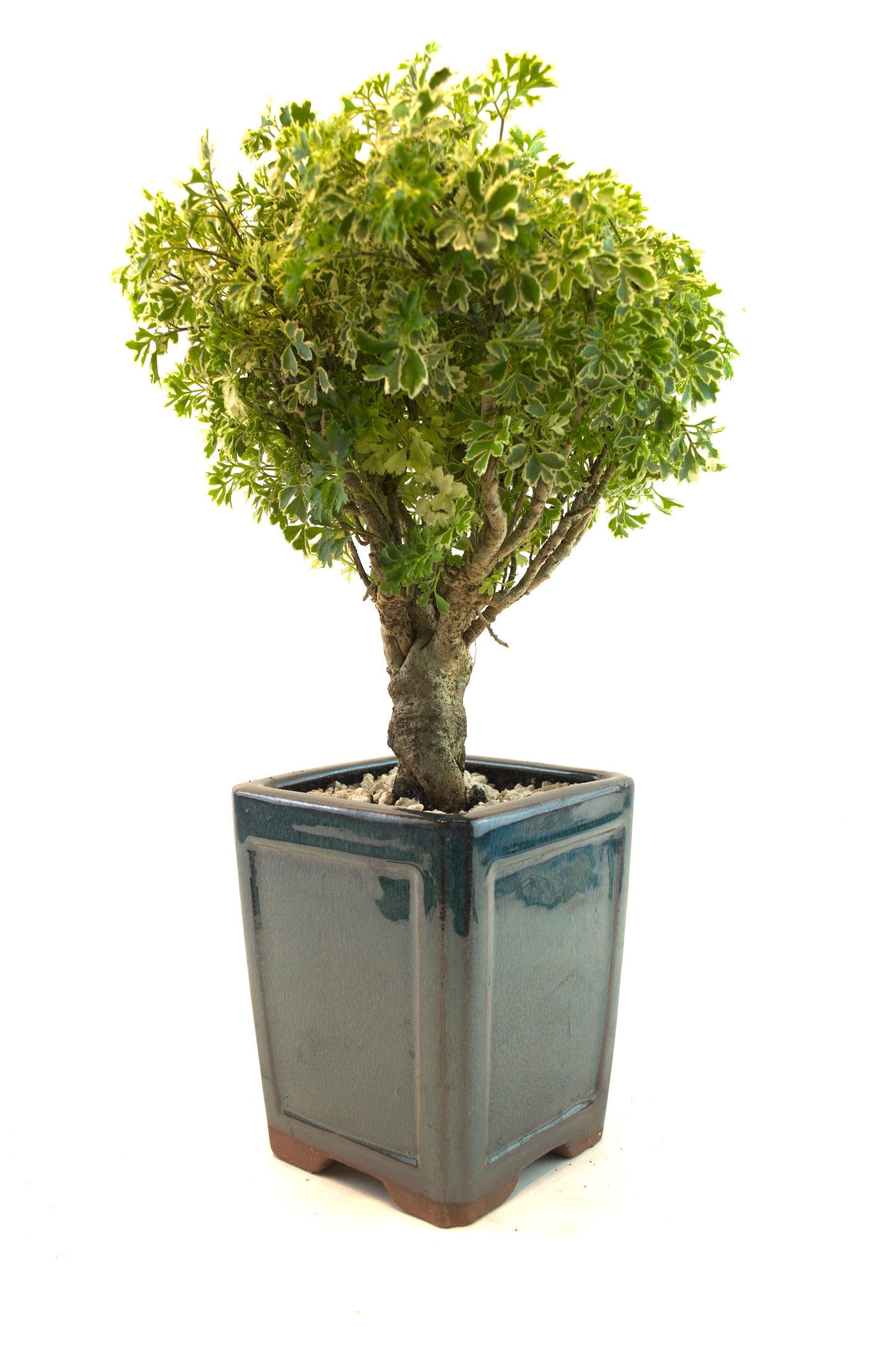 Snowflake Aralia Bonsai Tree: Exposed Roots, 17" tall - One of a Kind Bonsai