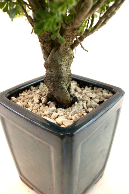Snowflake Aralia Bonsai Tree: Exposed Roots, 17" tall - One of a Kind Bonsai
