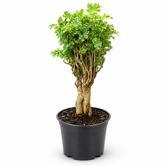 Snowflake Aralia Tree in 6" Pot - Pre Bonsai