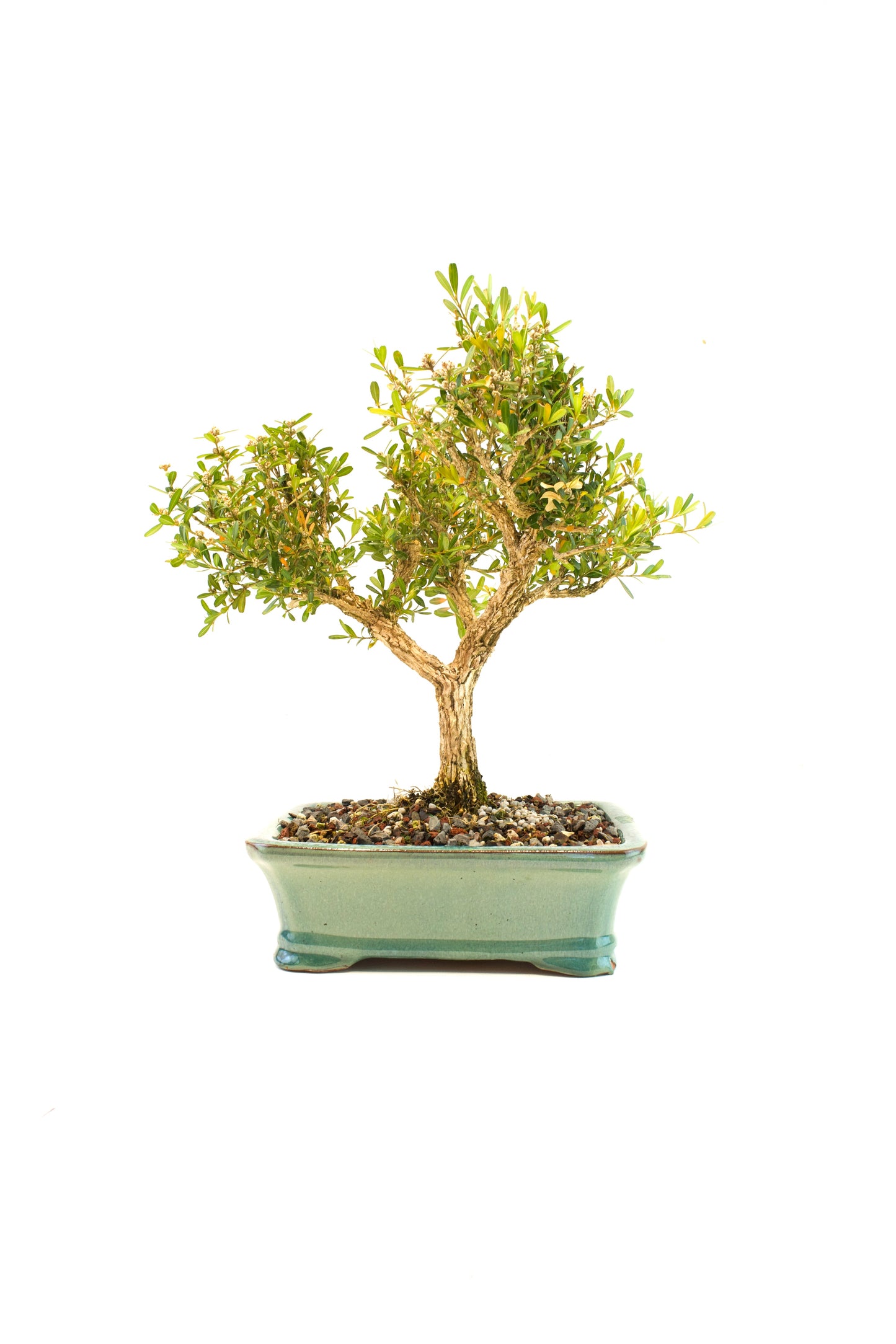 Taiwan Boxwood Bonsai Ceramic 8" Pot - One of a Kind Bonsai