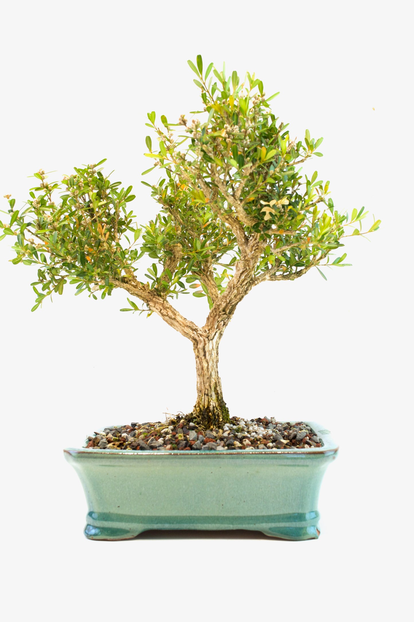 Taiwan Boxwood Bonsai Ceramic 8" Pot - One of a Kind Bonsai