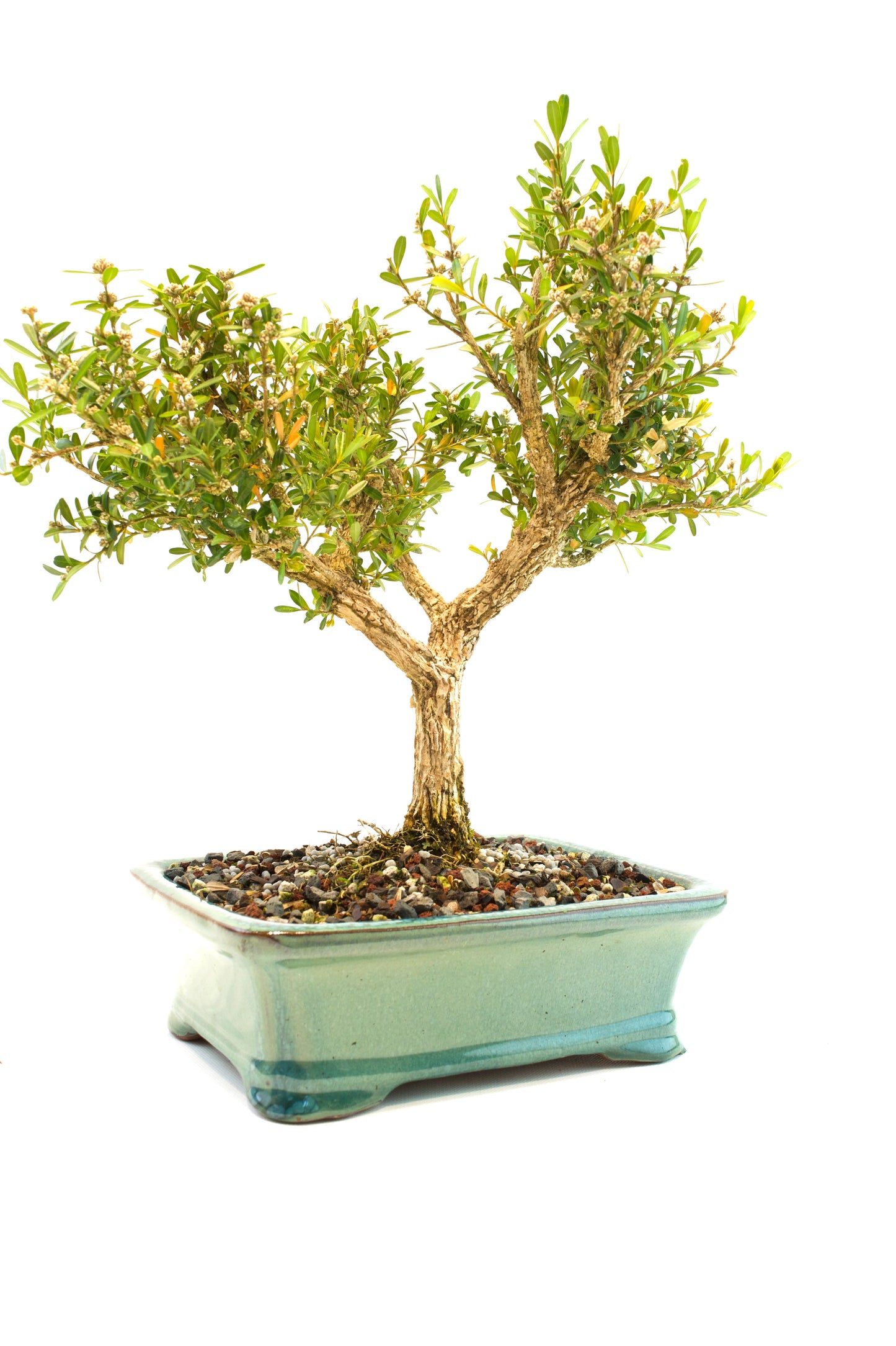 Taiwan Boxwood Bonsai Ceramic 8" Pot - One of a Kind Bonsai