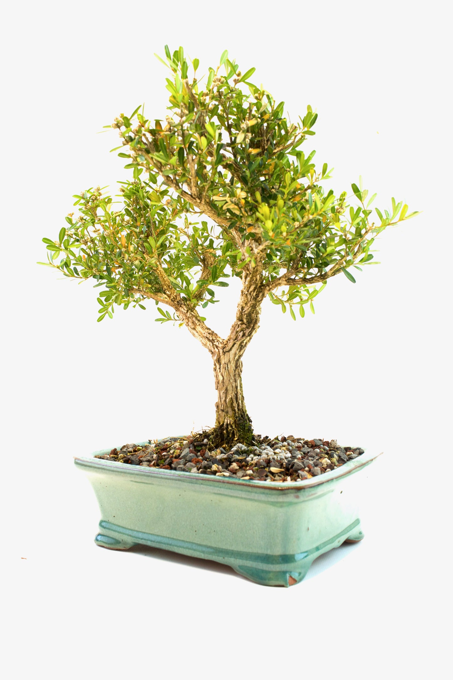 Taiwan Boxwood Bonsai Ceramic 8" Pot - One of a Kind Bonsai