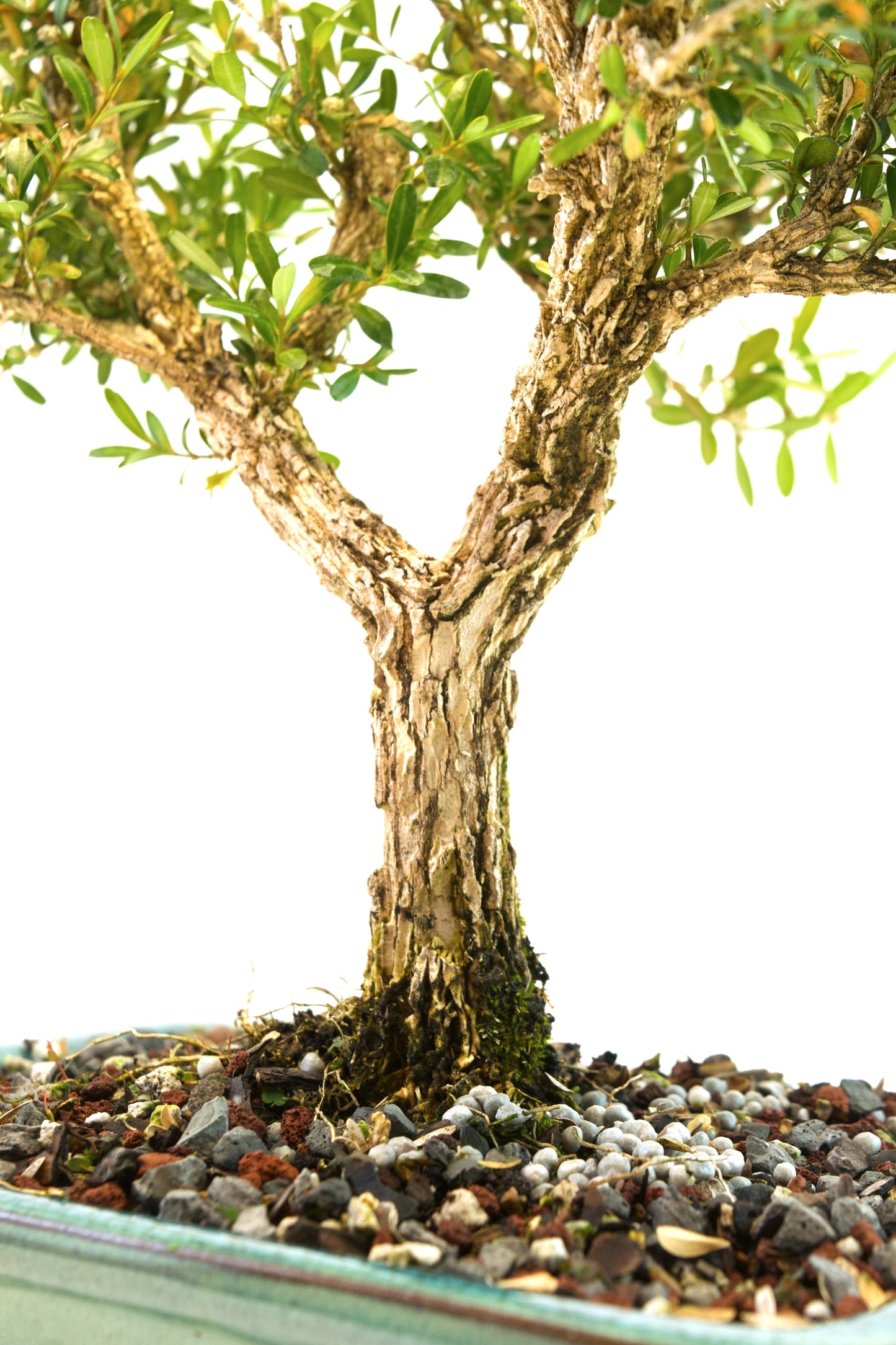 Taiwan Boxwood Bonsai Ceramic 8" Pot - One of a Kind Bonsai