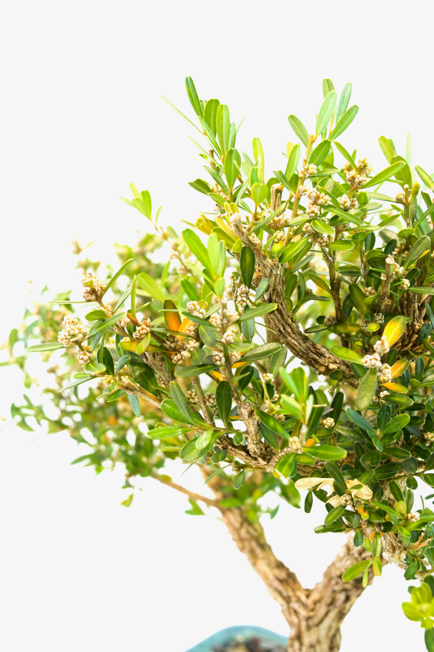 Taiwan Boxwood Bonsai Ceramic 8" Pot - One of a Kind Bonsai