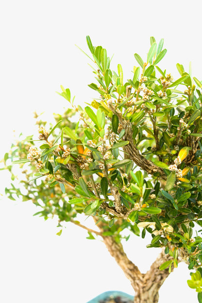 Taiwan Boxwood Bonsai Ceramic 8" Pot - One of a Kind Bonsai