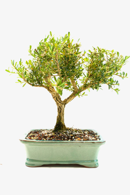 Taiwan Boxwood Bonsai Ceramic 8" Pot - One of a Kind Bonsai