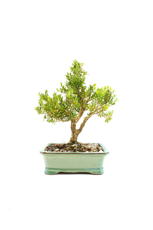 Taiwan Boxwood Bonsai Ceramic 8" Pot - One of a Kind Bonsai