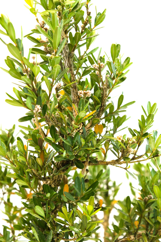 Taiwan Boxwood Bonsai Ceramic 8" Pot - One of a Kind Bonsai