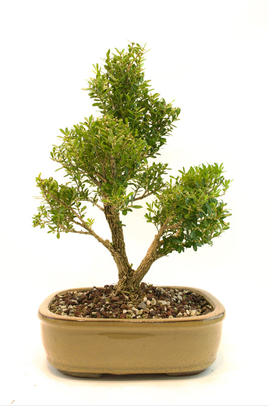 Bonsai tree in a pot on a white background