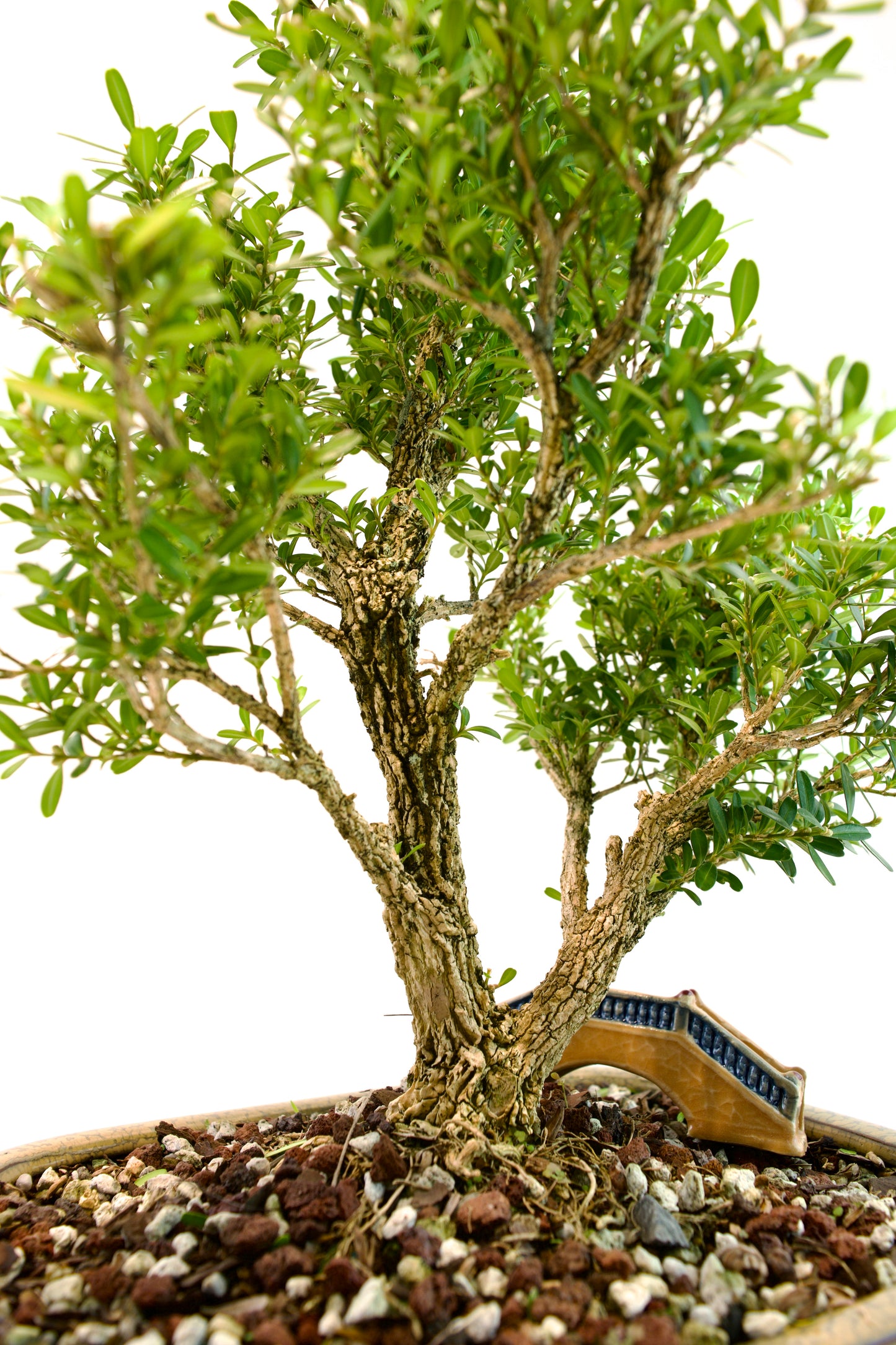 Taiwan Boxwood Bonsai Ceramic 10" Pot - One of a Kind Bonsai