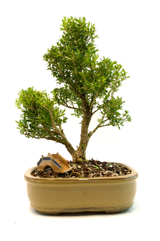 Taiwan Boxwood Bonsai Ceramic 10" Pot - One of a Kind Bonsai