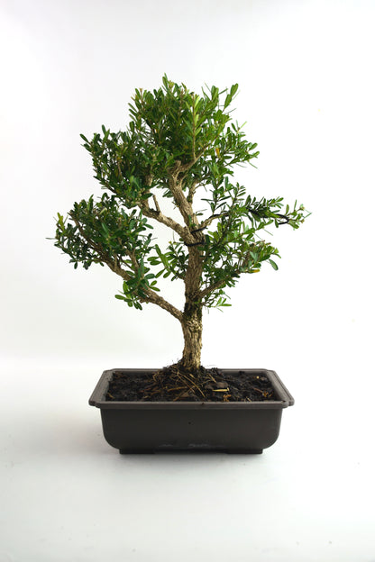 Taiwan Boxwood Bonsai 8" Training Pot - One of a Kind Bonsai