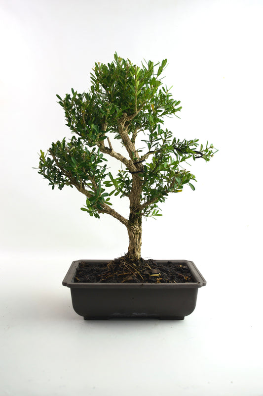 Taiwan Boxwood Bonsai 8" Training Pot - One of a Kind Bonsai