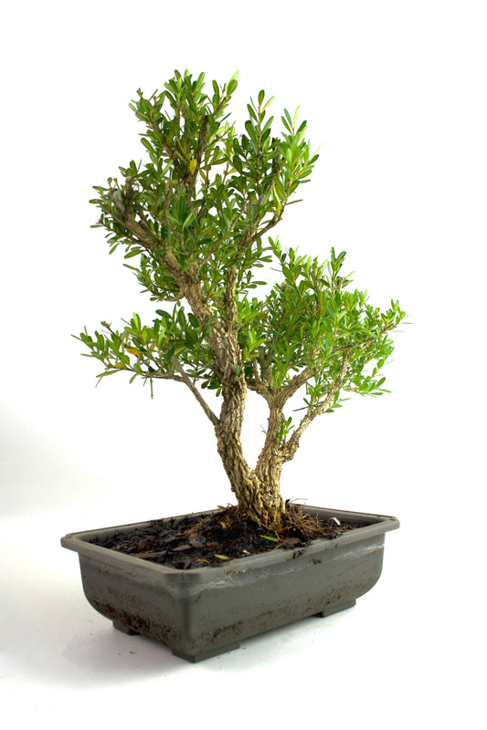 Taiwan Boxwood Bonsai 8" Training Pot - One of a Kind Bonsai