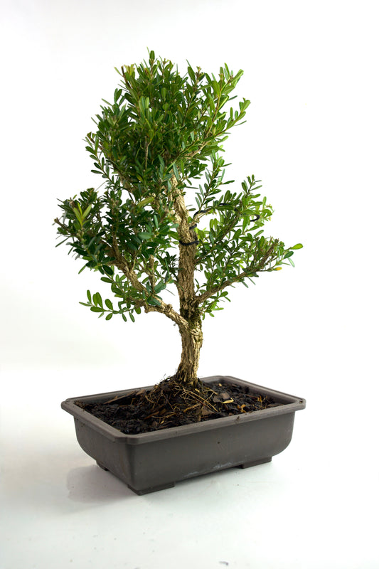 Taiwan Boxwood Bonsai 8" Training Pot - One of a Kind Bonsai