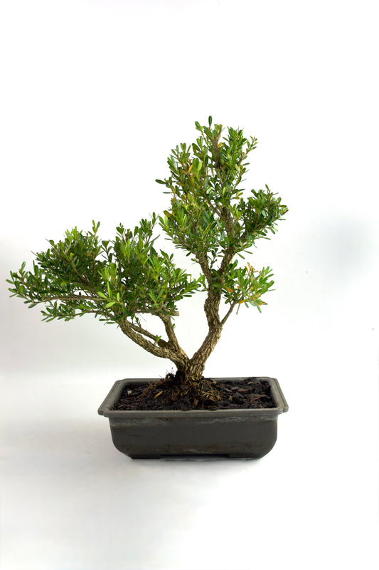Taiwan Boxwood Bonsai 8" Training Pot - One of a Kind Bonsai