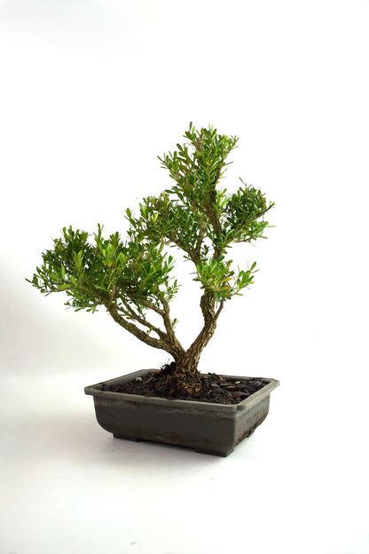 Taiwan Boxwood Bonsai 8" Training Pot - One of a Kind Bonsai